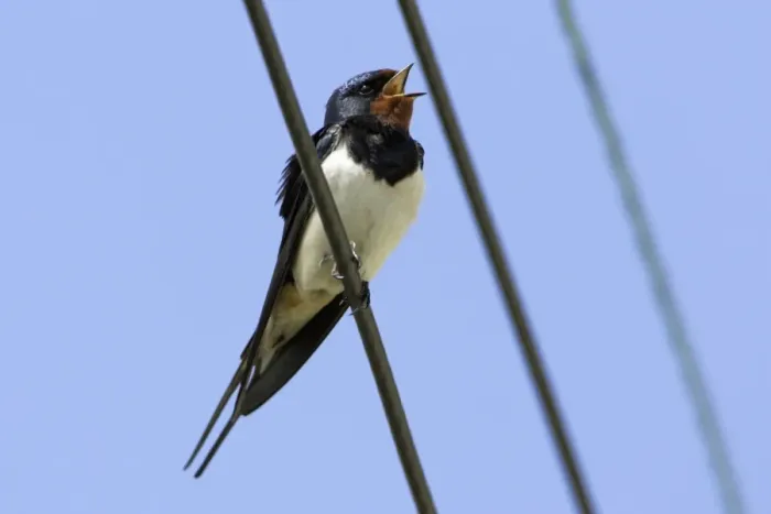 Framed Print : Swallow - Singing from power lines Northumberland, England