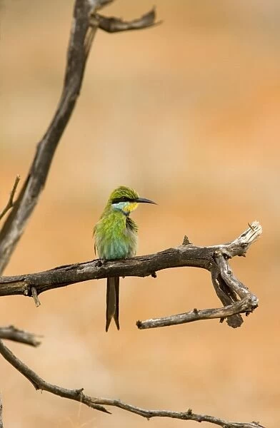 Swallow-tailed Bee Eater Perched on a branch of a dead tree, looking for termites after heavy rain. Central Namibia, Africa