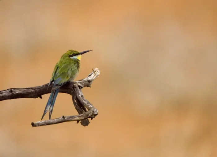Framed Print : Swallow-tailed Bee Eater Perched on a branch of a dead tree, looking for termites after heavy rain. Central Namibia, Africa Framed Print : Swallow-tailed Bee Eater Perched on a branch of a dead tree, looking for termites after heavy rain. Central Namibia, Africa