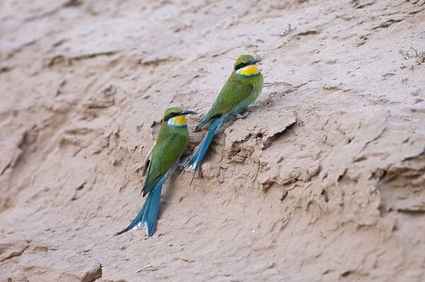 Swallow-tailed Bee-eaters - Adults resting on roadside bank. Prey consists of insects caught on the wing or taken from flowers. Inhabits savanna woodland, usually on Kalahari sand. Kgalagadi Trnasfrontier Park, Northern Cape, South Africa
