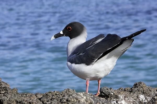 Swallow tailed Gull. Baia Darwin. Genovesa Island. galapagos Islands