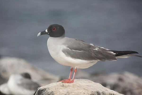 Swallow-tailed Gull - Perched on a rock - Epanola