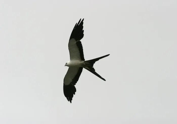Framed Print : Swallow-tailed Kite USA Framed Print : Swallow-tailed Kite USA