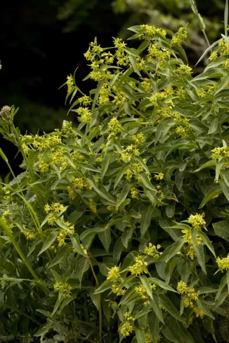Framed Print : Swallow-wort (Vincetoxicum hirundinaria). Medicinal and toxic plant. Pyrenees. Spain Framed Print : Swallow-wort (Vincetoxicum hirundinaria). Medicinal and toxic plant. Pyrenees. Spain
