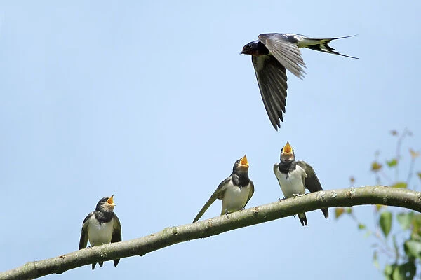 Swallow - young birds, begging for food from adult, Lower Saxony, Germany