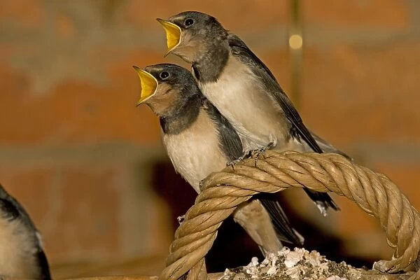Swallow - two young with mouths open begging perched on basket handle Cotswolds Uk