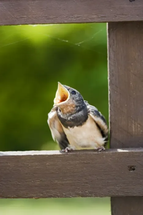 Framed Print : Swallow – youngster food begging Bedfordshire UK 003199 Framed Print : Swallow – youngster food begging Bedfordshire UK 003199