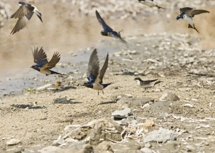Framed Print : Swallows and House Martins (Delichon urbica) – In flight gathering nest material Cyprus 004163 Framed Print : Swallows and House Martins (Delichon urbica) – In flight gathering nest material Cyprus 004163