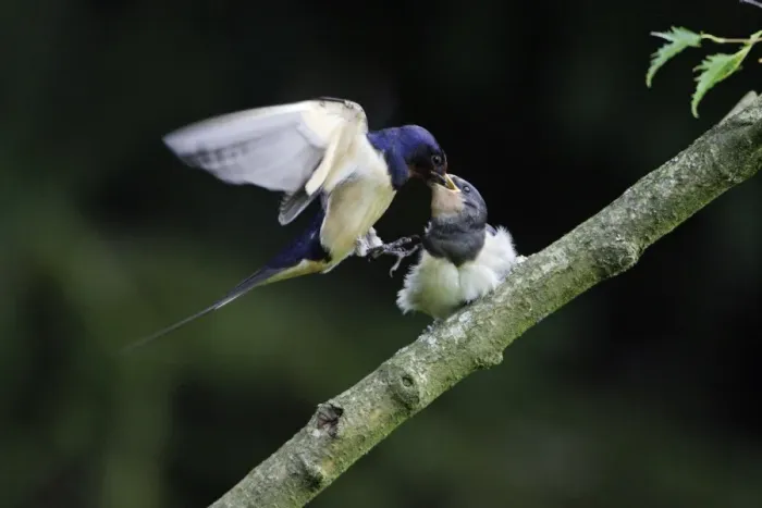 Framed Print : Swallows-Parent bird feeding young bird on the wing Lower Saxony, Germany