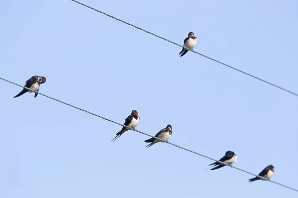 Swallows - perched on a wire - UK