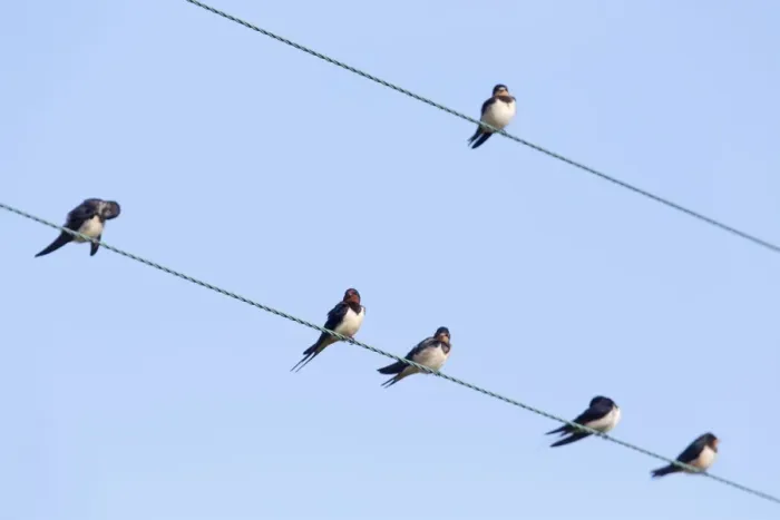 Framed Print : Swallows - perched on a wire - UK Framed Print : Swallows - perched on a wire - UK