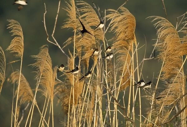 Swallows - on reeds in breeze