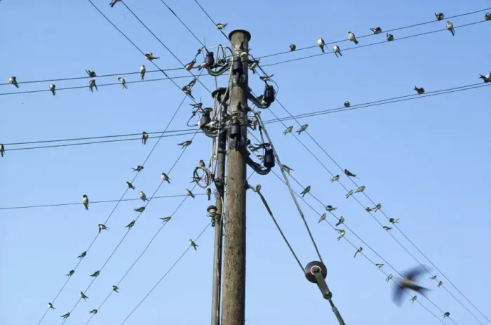 Framed Print : Swallows - on wires Framed Print : Swallows - on wires