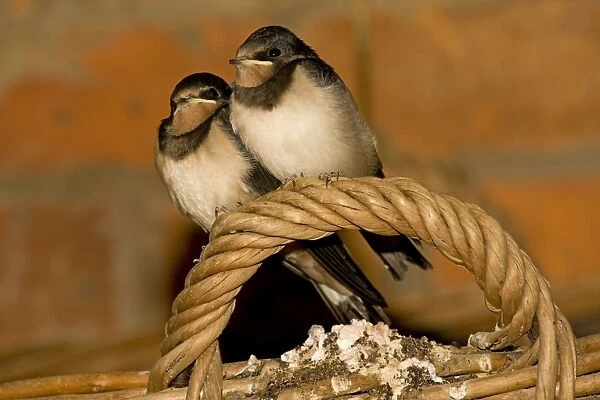 Swallows - Two young perched on basket handle. Cotswolds Uk