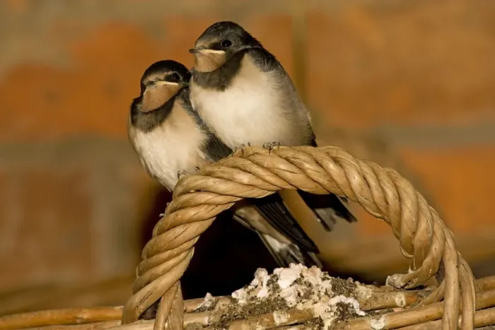 Framed Print : Swallows - Two young perched on basket handle. Cotswolds Uk Framed Print : Swallows - Two young perched on basket handle. Cotswolds Uk