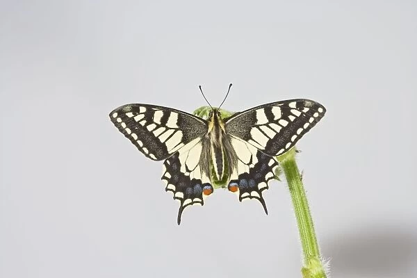 Swallowtail 005681