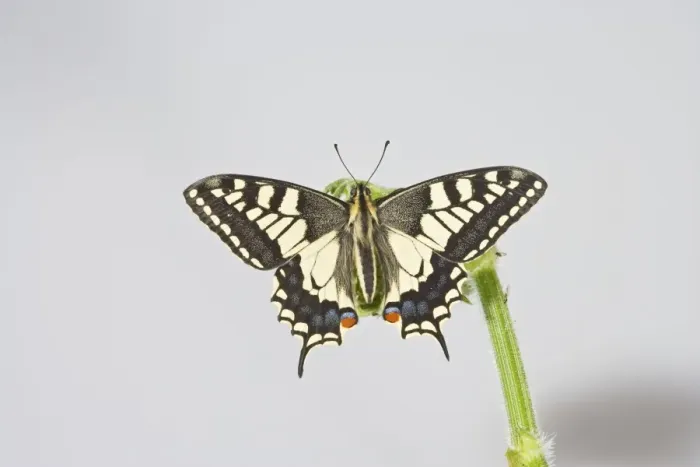 Framed Print : Swallowtail 005681 Framed Print : Swallowtail 005681