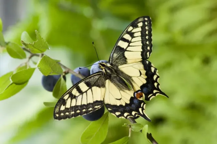 Framed Print : Swallowtail Butterfly - on blackthorn Framed Print : Swallowtail Butterfly - on blackthorn