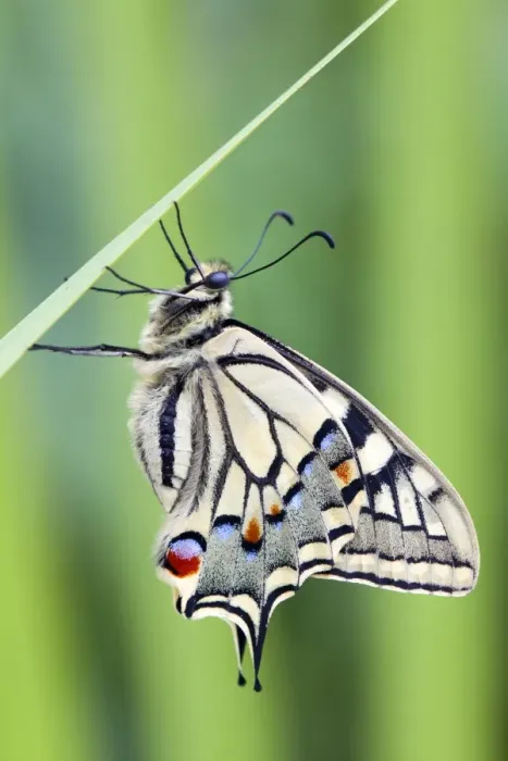 Framed Print : Swallowtail Butterfly - on blade of grass - UK Framed Print : Swallowtail Butterfly - on blade of grass - UK