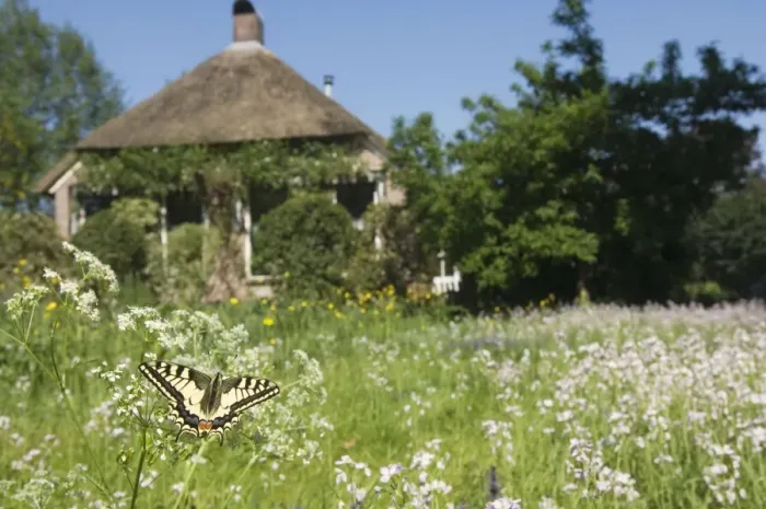 Framed Print : Swallowtail Butterfly - In field of flowers in front of a farmhouse - The Netherlands - Overijssel - Koekange Framed Print : Swallowtail Butterfly - In field of flowers in front of a farmhouse - The Netherlands - Overijssel - Koekange