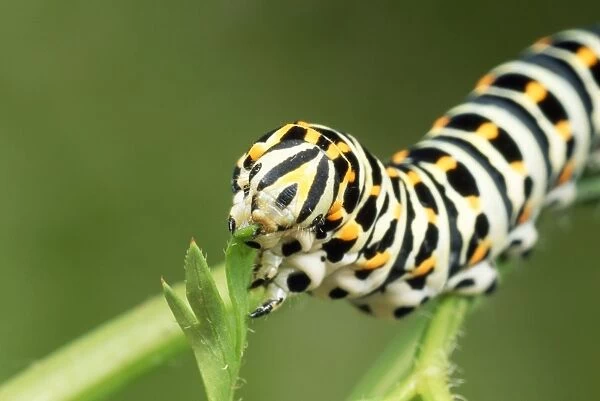 Swallowtail Butterfly Larva - feeding on carrot leaves - UK