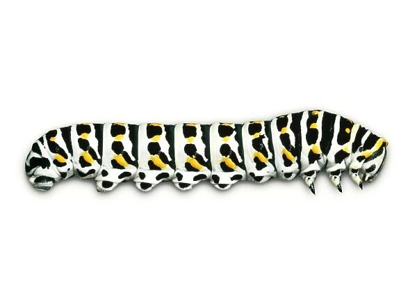 Swallowtail Butterfly - larvae