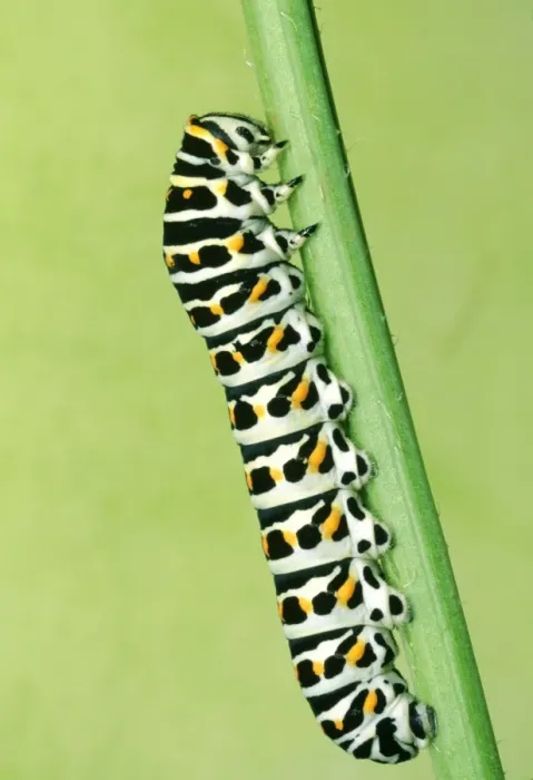 Framed Print : Swallowtail Butterfly - larvae Framed Print : Swallowtail Butterfly - larvae