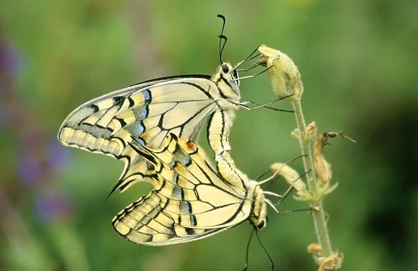 Swallowtail Butterfly - pair copulating