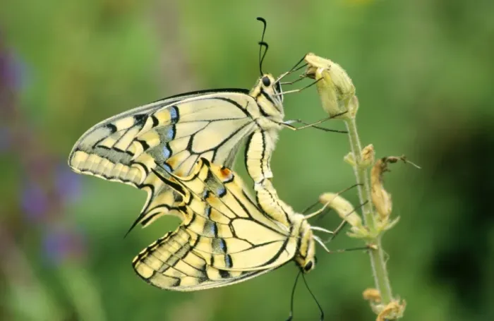 Framed Print : Swallowtail Butterfly - pair copulating Framed Print : Swallowtail Butterfly - pair copulating