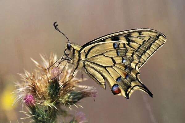 Swallowtail Butterfly - resting on thistle