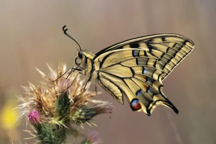 Framed Print : Swallowtail Butterfly - resting on thistle Framed Print : Swallowtail Butterfly - resting on thistle