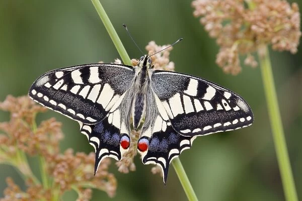 Swallowtail Butterfly - UK