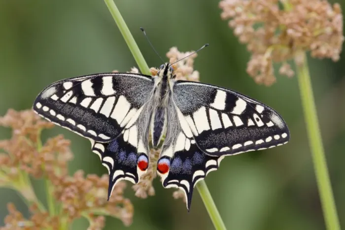 Framed Print : Swallowtail Butterfly - UK Framed Print : Swallowtail Butterfly - UK