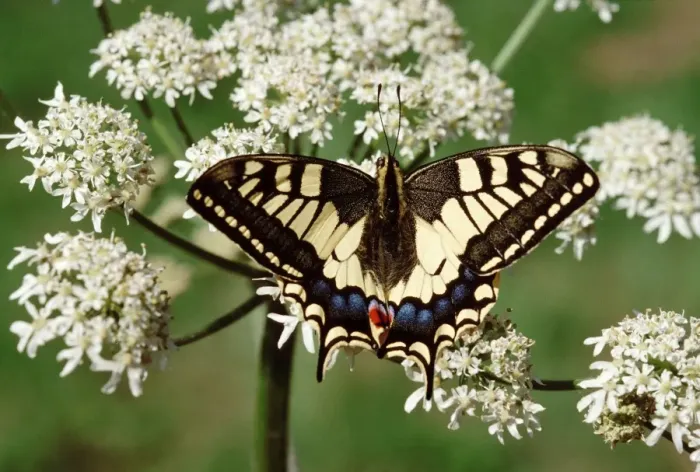 Framed Print : Swallowtail - On flower, Europe Framed Print : Swallowtail - On flower, Europe
