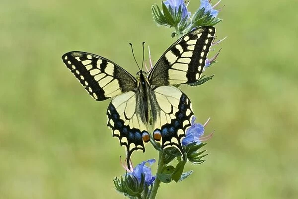 Swallowtail Resting on vipers bugloss Aggtelek National Park Hungary
