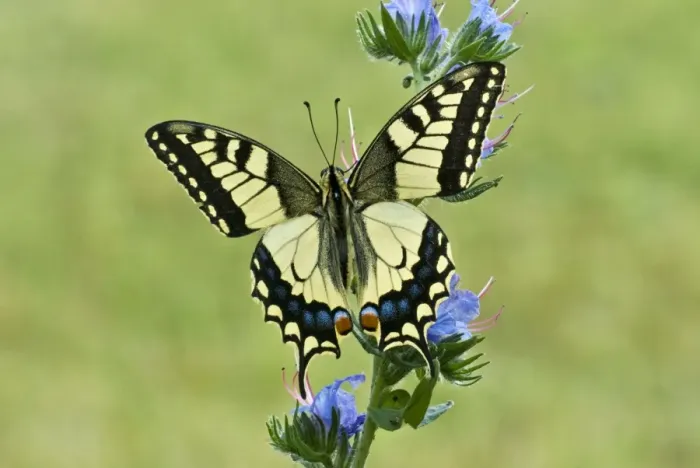 Framed Print : Swallowtail Resting on vipers bugloss Aggtelek National Park Hungary Framed Print : Swallowtail Resting on vipers bugloss Aggtelek National Park Hungary
