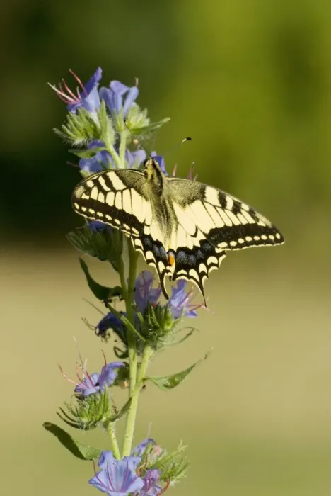 Framed Print : Swallowtail On vipers bugloss Aggtelek National Park Hungary Framed Print : Swallowtail On vipers bugloss Aggtelek National Park Hungary