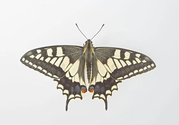 Swallowtail - on white background 005473