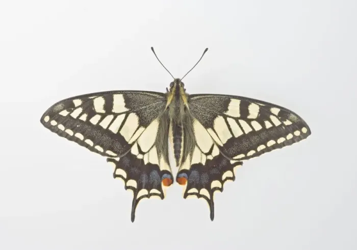 Framed Print : Swallowtail - on white background 005473 Framed Print : Swallowtail - on white background 005473