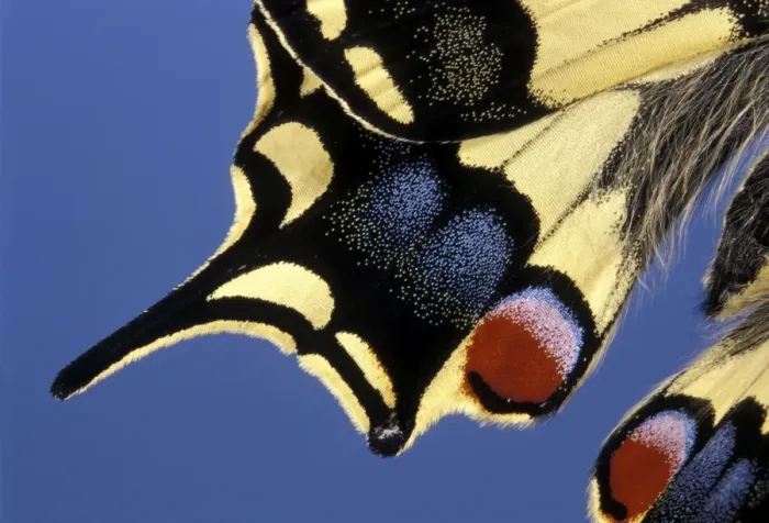 Framed Print : Swallowtail - Detail of the wing. Europe Framed Print : Swallowtail - Detail of the wing. Europe