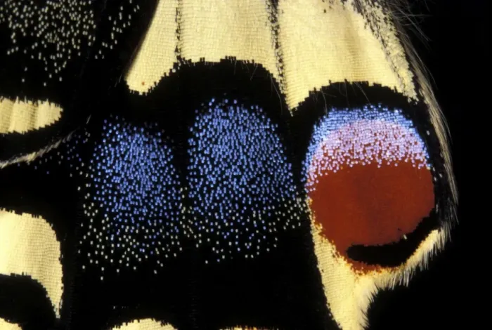 Framed Print : Swallowtail - Detail of the wing. Europe Framed Print : Swallowtail - Detail of the wing. Europe