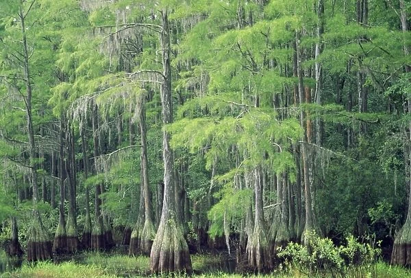 Swamp Cypress Florida, USA