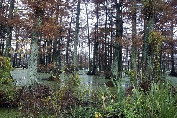 Swamp Cypress forest in Autumn - southern USA