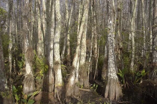 Swamp Cypress forest - Corkscrew Swamp Sanctuary, Florida, USA LA000007