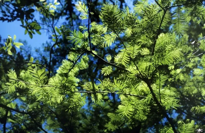 Framed Print : Swamp Cypress - leaves Framed Print : Swamp Cypress - leaves