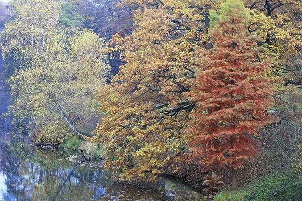 Swamp Cypress - with Oak (Quercus robur) Birch (Betula pendula) showing autumn colour, Hessen, Germany