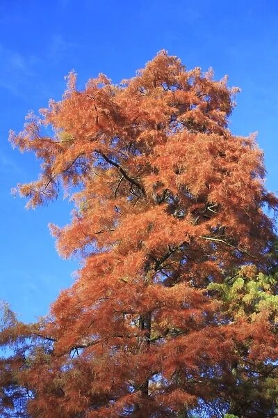 Swamp Cypress - showing autumn colour, Hessen, Germany