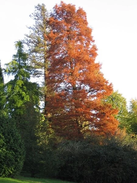 Swamp Cypress Tree - Autumn colours