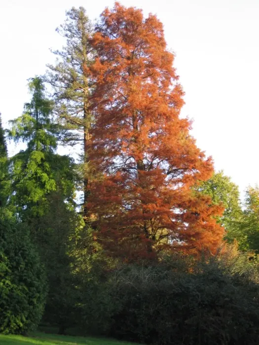 Framed Print : Swamp Cypress Tree - Autumn colours Framed Print : Swamp Cypress Tree - Autumn colours