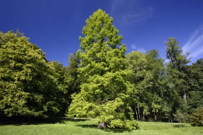Framed Print : Swamp Cypress Tree- standing in park, Hessen, Germany Framed Print : Swamp Cypress Tree- standing in park, Hessen, Germany